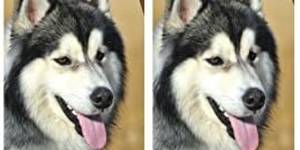 5 Best Husky Shampoos for a Healthy, Shiny Coat