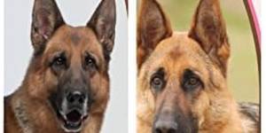 The Best Dog Shampoo for German Shepherds