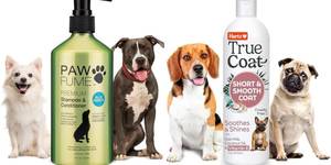 Best 5 Shampoos for Short-Haired Dogs