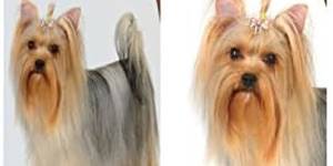 Best Dog Shampoos for Yorkies: Top 4 Picks