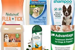 5 Best Flea & Tick Shampoos for Dogs