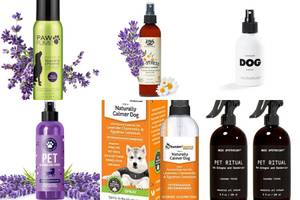 5 Best Dog Colognes with Essential Oils