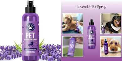 Lavender Calming Dog Spray: Deodorizer & Essential Oil