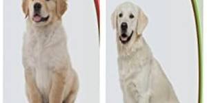 The 3 Best Shampoos for Your Golden Retriever